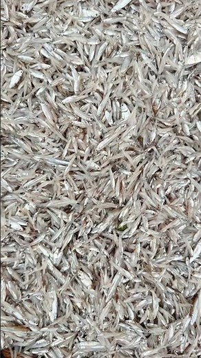 Watch Live Baby Fish Jumping! Incredible Fish Movement!