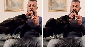 Musical Raven Sings Along To His Human Playing a Lively Tarantella on Wooden Flute
