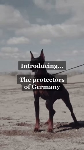 What’s your favorite dog German dog breed? Couldn’t fit them all! #fyp #dogs #germany #badass #badassdogs #dog