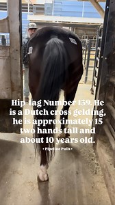 11/8 8:20 pm Very sad update - Hip Tag #139 also known as Eddie because they are never just a number to us. He was transported to the farm, he was put on pain medication we were willing to let him have all the time he needed and he knew that he was safe. Unfortunately, this was all just too much for him. We called our vet when we noticed Eddie look back at his stomach. He didn’t lay down and roll, he just glanced back. We had a very uneasy feeling so we asked the vet to come examine him. We walk