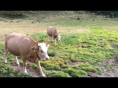 Swiss cows with bells 🐄 in the Alps #swisscows #switzerland #bells #swisscowswithbells #shorts