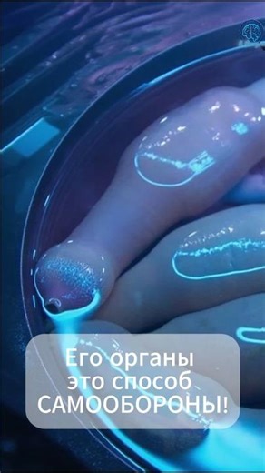 Его органы это способ защиты! Морской огурец. В Фокусе
