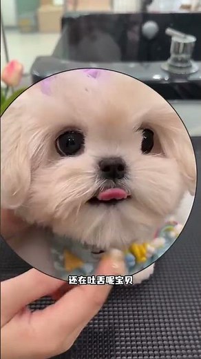 🐶 Title: Cute Puppy Moments That Will Melt Your Heart ❤️ | Funny & Adorable Dog