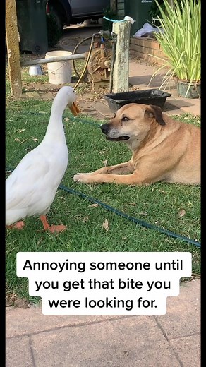 Annoying someone until you get that bite you were looking for. #duck #duckvideos #funnyduckvideos #pet #petvideos #funnypetvideos #indianrunnerducks #newzealand #viral #viralvideos #homevideos #dog #dogvideos