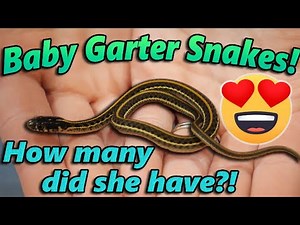 OUR GARTER SNAKE GAVE BIRTH!!