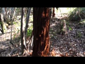 Black Bear Marking Trees and Forest Trail