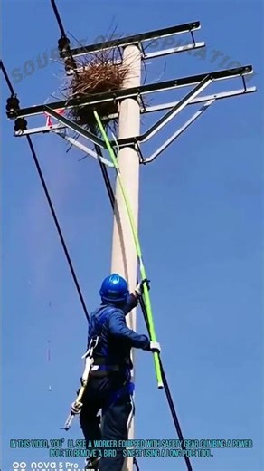 Removing Bird Nest from Power Pole: Safety & Harmony