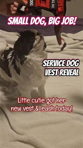 Small dog, big job! 🎖 Jasmine's service dog vest reveal #shorts
