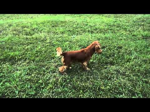 Cocker Spaniel - grumpy barking