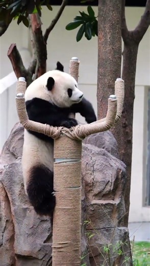 Who Taught This Panda Kung Fu?到底是誰教這隻熊貓功夫的？ #panda #cute #cutepanda ＃king Fu