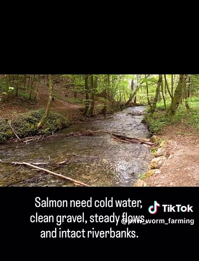 Restoring Salmon: The Power of Watershed Repair