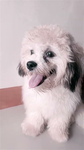 Ahw ahw #viralvideo #puppy #pets #viral #viralvideo