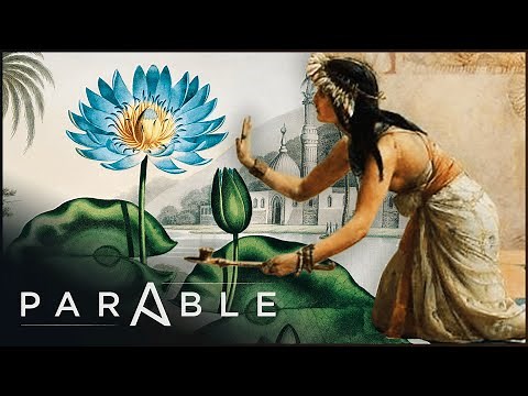 Cracking the Code of the Blue Lotus Ritual in Ancient Egypt | Parable