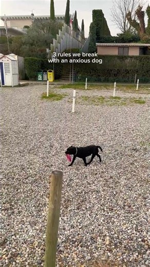 3 rules we break with an anxious dog