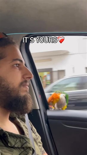 kabo Parrots on Instagram: "Chicka wants to stay"