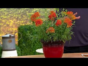 Cottage Farms 4-piece Monarch Essential Butterfly Live Plants on QVC