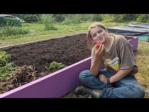 How To Build A Strawberry Bed For Beginners