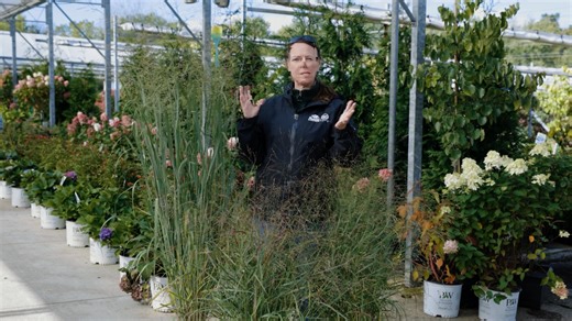 Noelle introduces you to Switchgrass (Panicum), a family of perennial grasses native to North America offering reliable varieties with upright growth and panicle inflorescence. | Petitti Garden Centers