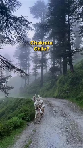 WonderLoop on Instagram: "chakrata chale 😊 #chakratahills⛰️ #moilatop_chakratadairies❤️ #viralvideos"