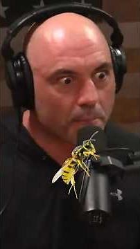 Wildlife Parasidic Wasp Story with Forest Galante #wildlife #nature #joerogan #funny #comedy