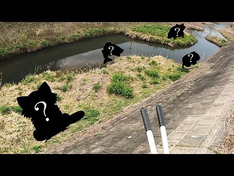 絶滅危惧種、日本固有種の宝庫の川に特定外来生物”達”が忍び寄る！？【琵琶湖ガサガサ探検記80（修正）】