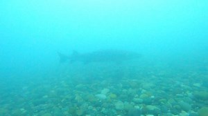 359K views · 3.9K reactions | Up close and personal with river monsters !!!  Local river scuba diver- Trevor M Larson - Captured some awesome content over the weekend , the population of lake sturgeon in the St Clair river appears to be very healthy !!! Thanks for sharing Trevor 錄錄錄錄 | Lake St. Clair | Facebook