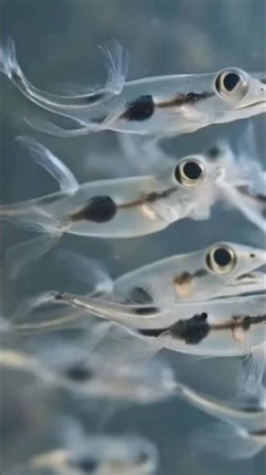 🐠Transparent Fish: The Hidden Beauty of the Deep Sea 🌊🐟✨