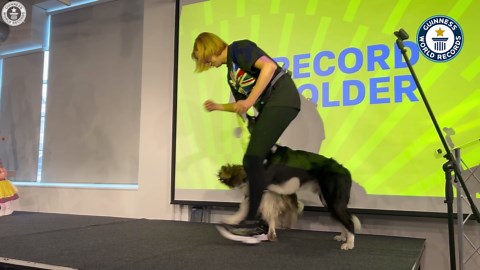 Clever dogs perform footsie weaves to break record