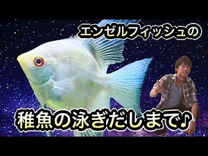 エンゼルフィッシュの稚魚飼育