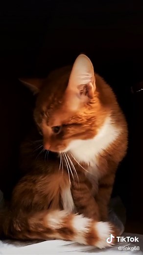 Jordan Trần trên TikTok