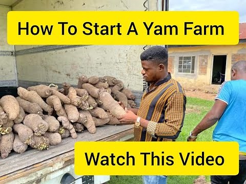 YAM PRODUCTION: How To Start A Yam Farming Business In Nigeria.