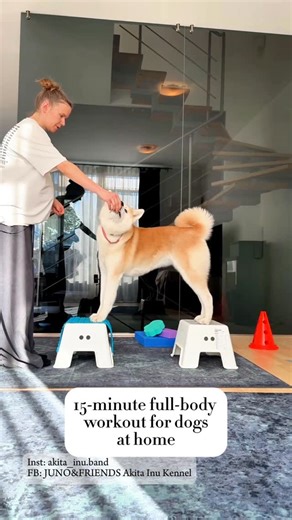 Akita Inu Family on Instagram: "15-minute full-body workout for dogs at home 💪 . . . #akita_inu_band #dogfitness"