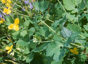 Bienfaits et vertus de la chélidoine