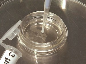 Study of Phagolysosome Biogenesis in Live Macrophages