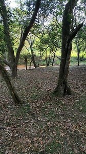 16K views · 142 reactions | El Paraje Camping de Piribebuy. Un oasis natural donde el sonido del arroyo y la brisa entre los árboles serán tu mejor compañía. ¡Date ese escape que mereces y conecta con la naturaleza!  #ElParajeCamping #PiribebuyMagic #RefrescaTuDía #ConectaConLaNaturaleza #OasisNatural ¿Te unes a la aventura?  | El Paraje Camping | Facebook