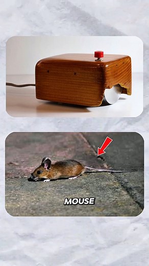 The Birth of The Computer Mouse 🔥. #shortsfeed #facts #computermouse #shorts