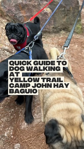 3.4K views · 13 reactions | Here's a quick guide to walking your dog...