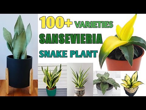 100 + Sansevieria Plant Species | Snake Plant Varieties Part-2 | Plant and Planting
