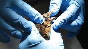 17 reactions | Don't miss the August edition of the RTD's Discover Richmond magazine, where we catch up with a wildlife rehabilitator, a local restaurateur and more. See a preview at Richmond.com/Discover | Richmond Times-Dispatch | Facebook