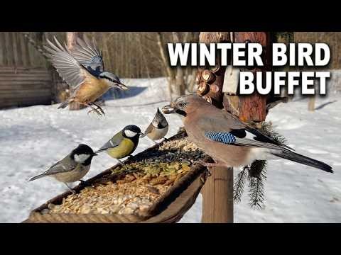 Backyard Bird Buffet in 4K 🐦🥜 | Wild Birds Feeding ASMR