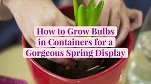 How to Grow Bulbs in Containers for a Gorgeous Spring Display