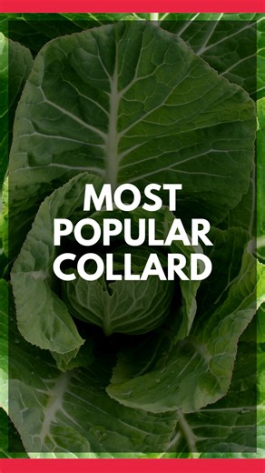 🥬 Plant our top-selling collard now! It’s easy to grow, packed with flavor, and perfect for your fall garden. Don’t wait — start your harvest of healthy greens now! 🌿Shop here: https://tinyurl.com/georgia-southern-collard #growhoss #collards #fallgarden #gardeningtips #plantnow | Hoss