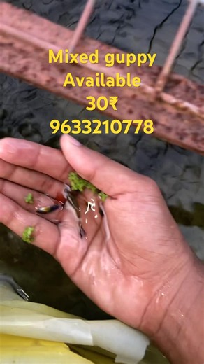 Mixed guppy sale |condant now |only 30₹