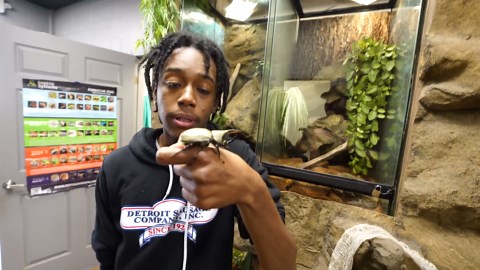 Building the ultimate rainforest for the Hercules beetle