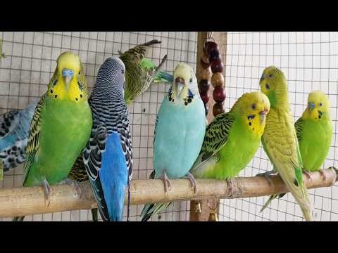 12 HR Happy Budgie Birds Singing & Playing | Natural Parakeet Sounds