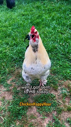 Chicken Happy Hour | Frankie the Rooster gets sent to HR quite a bit 😬 #hr #worklife #workhumor #fyi #funnyanimals #chickens #rooster #chickensofinstagram... | Instagram