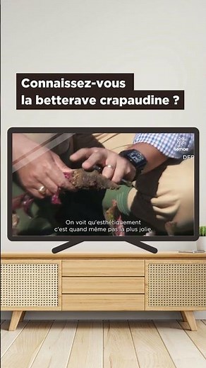 La betterave crapaudine