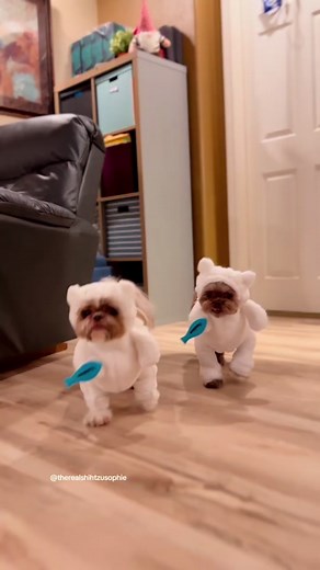 The change of season brings out the cutest and funniest outfits we’ve ever worn🍂🍁 We have a lot in store for ya all!👻💀🎃 Costumes available on amazon link in our instagram bio👍 #dogsincostume #dogcloths #cuteshihtzu #petclothes #halloweencostume