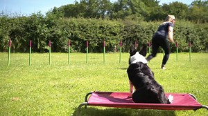 [📗Free eBook] Discover the Simple Games that have Turned Countless 🐶Dog🐶 Self-Control Struggles 😈 into Strengths! 😇 FREE Step-By-Step eBook ➡️ https://game.absolute-dogs.com/boundary-games-ebook Watch this video 📺 to discover the GAMES that inspire REAL-LIFE self-control and calmness and turn a doggy delinquent 😈 to a FOCUSSED, controlled COMPANION 😇 | absoluteDOGS