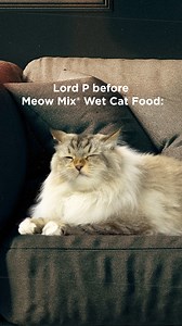 What awakens the Endless Hiss? A bowl of Meow Mix Wet cat food. | Meow Mix